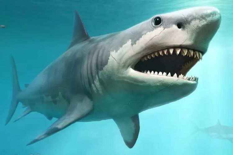 Misteri Kepunahan Hiu Purba Megalodon 3 Juta Tahun Lalu Terungkap