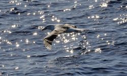 Burung Albatros dari Galapagos Muncul di California, Terbang 4.800 Km Jauh dari Habitatnya