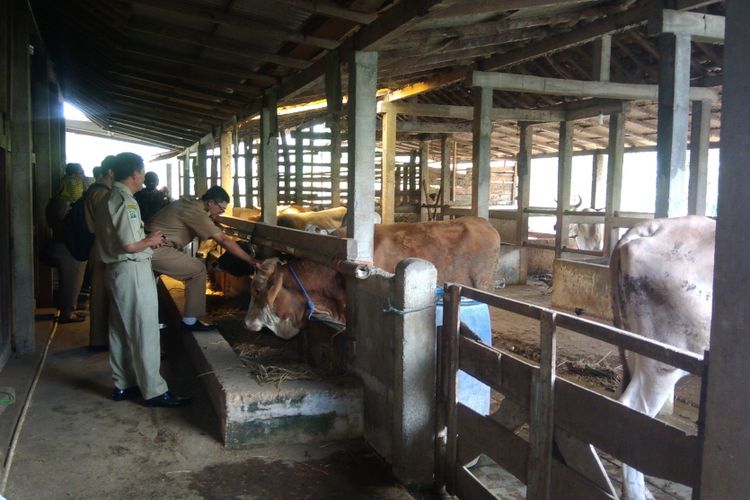 Petugas dari TPID DIY memantau stok hewan kurban di Desa Bejiharjo, Karangmojo, Gunungkidul Senin (21/8/2017).