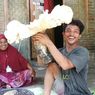 Fakta Jamur Raksasa Seberat 10 Kg di Lombok, Tumbuh di Pinggir Sungai Tertutup Sampah Daun