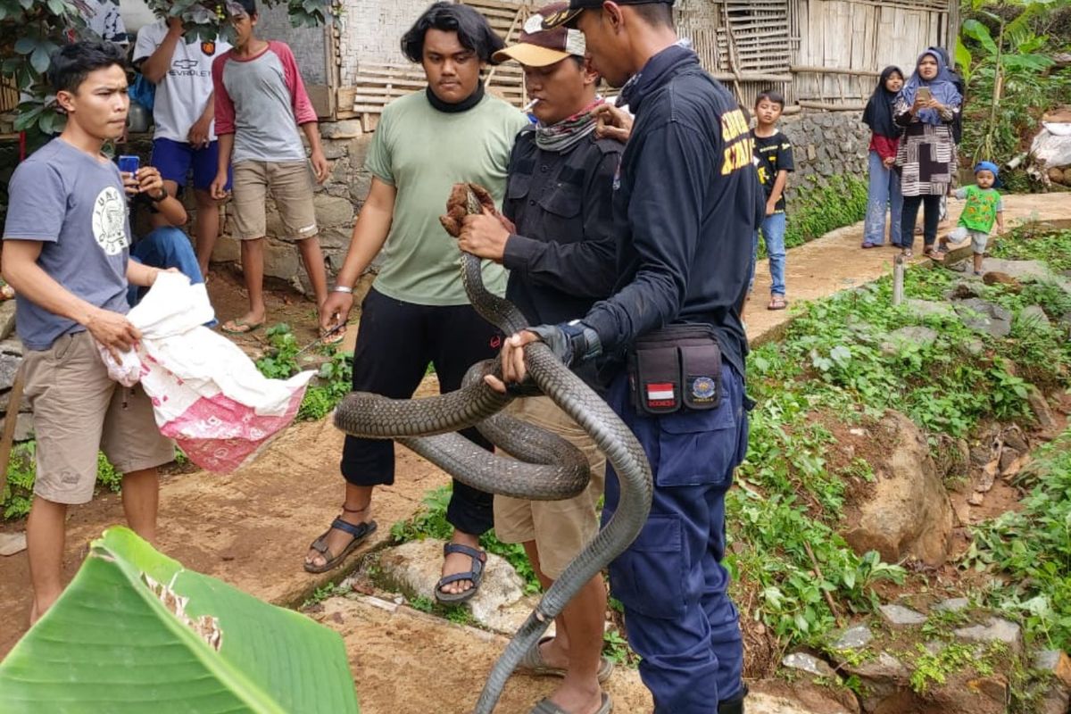 Pecinta hewan melata dan anggota Damkar Sumedang, Jawa Barat evakuasi ular king kobra 2, 5 meter yang bikin heboh warga Cisitu, Kamis (2/1/2020) siang. DOK. Damkar Sumedang