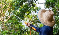 Bahaya Pestisida, Hampir 50 Persen Petani Dunia Keracunan Tiap Tahun