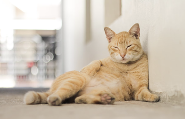 5 Alasan Kucing Peliharaan Suka Kencing Sembarangan? Halaman all ...