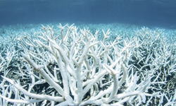 Krisis Iklim dan Kapal Besar Ancam Laut Karimunjawa, Bagaimana Nasib Nelayan?