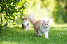 5 Cara Menjauhkan Kucing dari Taman