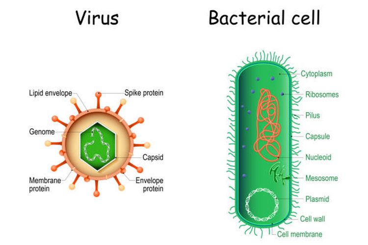 Ilustrasi perbedaan bakteri dan virus,