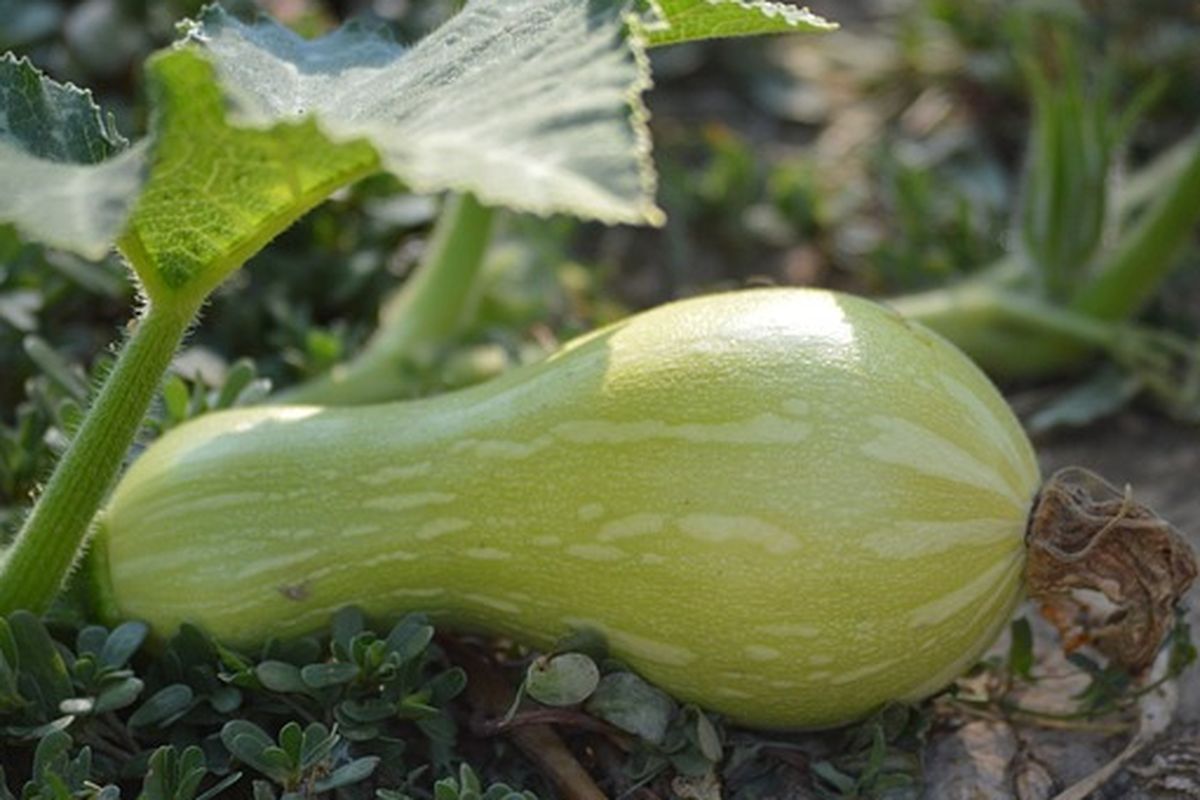 Ilustrasi tanaman labu madu