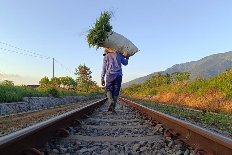 Petani Garut Terancam Dua Krisis, Kekeringan akibat Kemarau dan Serangan Hama Tikus