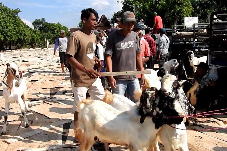 Para pedagang kambing di Lumajang tetap datangi pasar hewan meski masa sterilisasi terus diperpanjang 