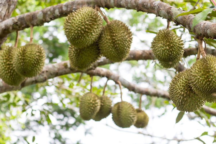Ilustrasi tanaman durian, pohon durian. 