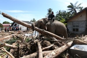 Gajah Abu, Mido, Ajis dan Noni Bantu BKSDA Aceh Bersihkan Puing Kayu di Pidie Jaya