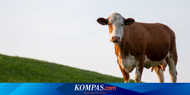 Temuan Baru, Mikroba dalam Perut Sapi Bantu Daur Ulang Plastik - Vimarsana News