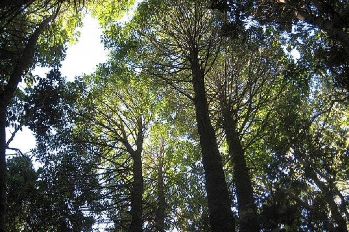 Pohon spesies langka, keule