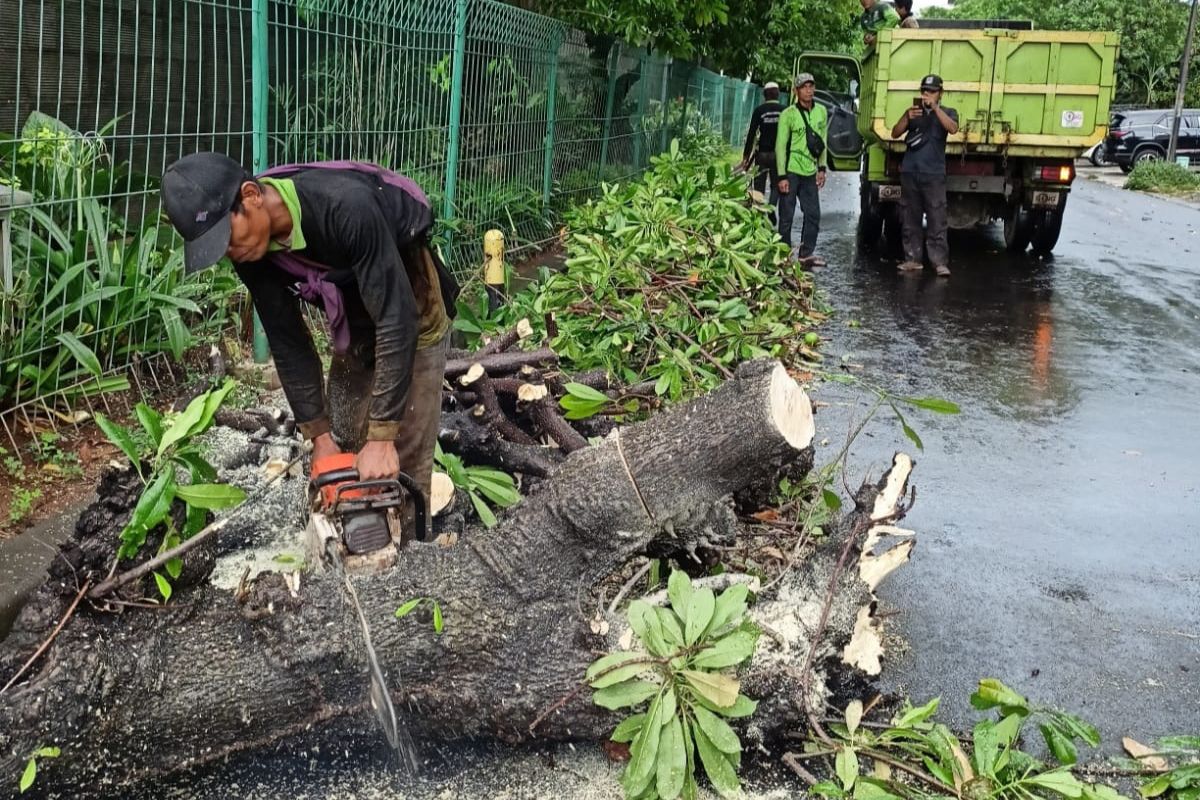 Sebuah pohon jenis bintaro berdiameter 30 centimeter di Jalan Puri Ayu CNI, Kembangan, pada Rabu (23/3/2022).