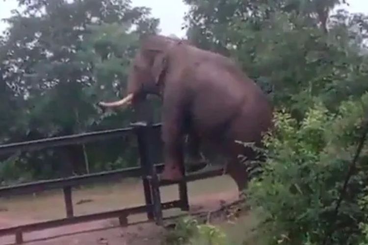 Tangkapan layar dari video yang merekam seekor gajah berhasil memanjat pagar besi di Negara Bagian Karnataka, India. 