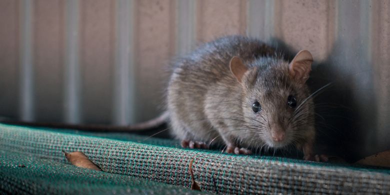 Cara mengusir tikus yang membandel