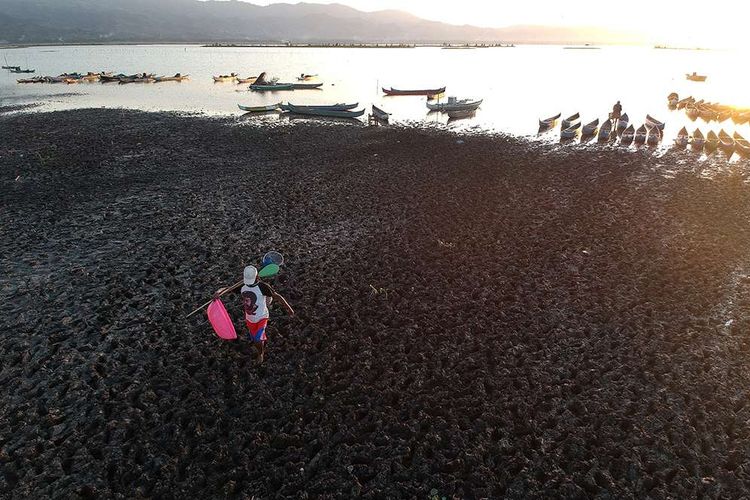 Seorang nelayan berjalan kaki menuju dermaga Hutadaa di Danau Limboto, Kabupaten Gorontalo, Gorontalo, Selasa (11/9/2018). Debit air Danau Limboto surut akibat musim kemarau yang melanda daerah itu sejak bulan Agustus lalu.