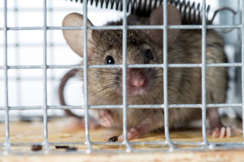 Lakukan 4 Hal Ini Jika Melihat Tikus di Rumah