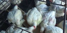 Ini Klarifikasi Dirjen PKH Terkait Pemberitaan Pengadaan Ayam Rp 770.000 Per Ekor