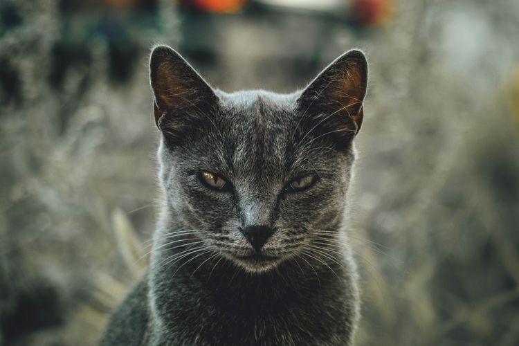 Ilustrasi kucing marah.
