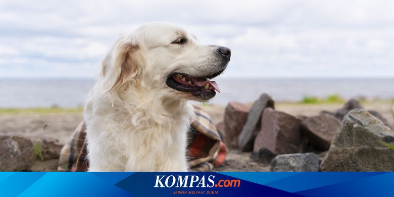 Penyebab Anjing Makan Batu dan Cara Menghentikannya