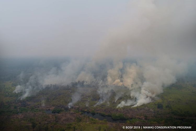 Api ditemukan di are Program Konservasi Mawas, Kalimantan Tengah