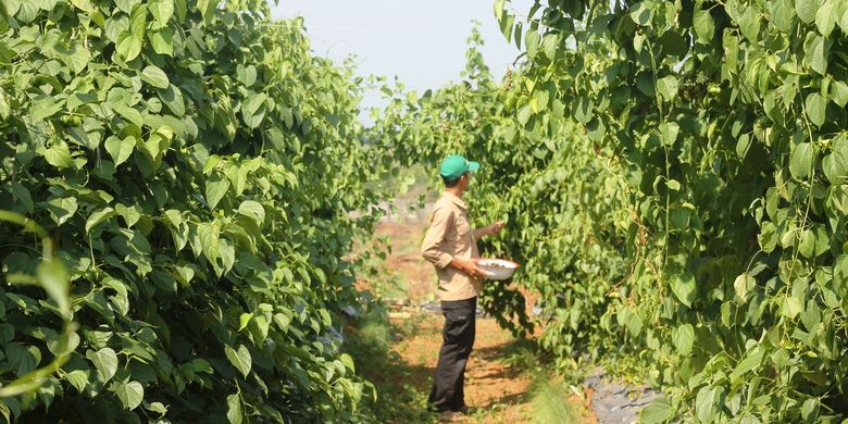 Seorang petani di Kabupaten Cianjur, Jawa Barat, sukses mengembangkan dan panen tanaman sacha inchi. Tanaman asli hujan Amazon Peru ini kaya akan nutrisi dan punya nilai jual tinggi.