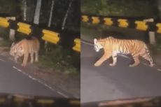 TNBBS “Rumah” Harimau Sumatera, Manusia Harus Bisa Hidup Berdampingan 