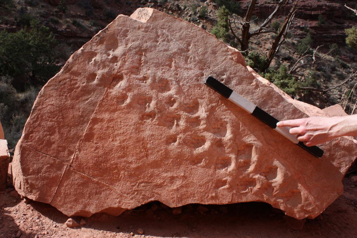 Seorang profesor geologi di Universitas Nevada, Stephen Rowland, telah menemukan temuan yang tidak pernah ia lihat sebelumnya. Pasalnya, ia menemukan satu set jejak kaki dari 310 juta tahun yang lalu yang diperkirakan ditinggalkan oleh makhluk menyerupai reptil. 
Menurutnya temuan ini adalah yang tertua yang pernah ditemukan di Taman Nasional Grand Canyon. Jejak fosil tersebut ditemukan di reruntuhan yang terletak di sepanjang Bright Angel Trail di taman nasional tersebut. Selain diperkirakan sebagai yang tertua, keunikan lainnya adalah makhluk tersebut berjalan menyamping.
