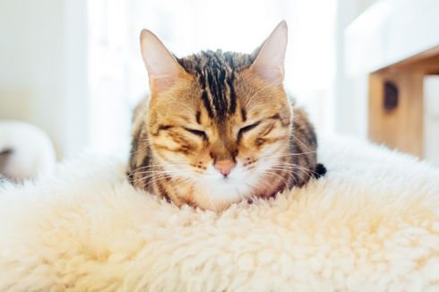 Cegah Kucing Stres Selama Pandemi, Begini Caranya