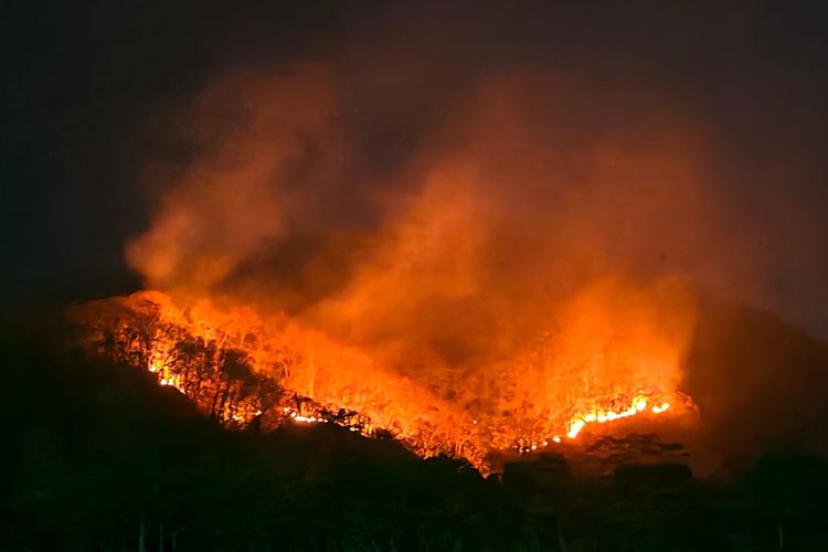 Karhutla Hanguskan 5 Hektare Hutan Jati di Lumajang, Petugas Terkendala Medan Terjal