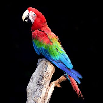Ilustrasi burung macaw Camelot.