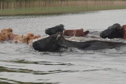 Apakah Sapi Bisa Berenang?