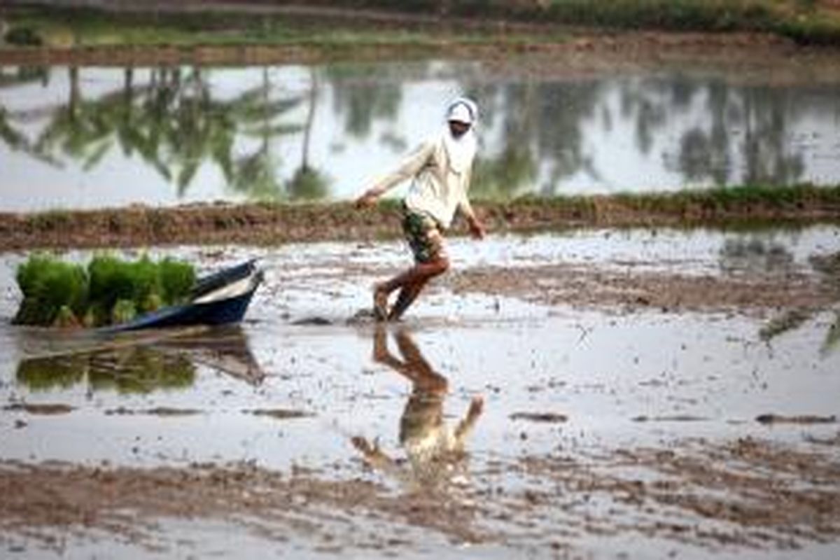 Petani menyebar bibit padi untuk ditanam di sawah di Desa Karangsari, Tangerang, Banten, Jumat (13/5/2011). Pemerintah kini sedang menyiapkan program menyewa sawah petani untuk meningkatkan produksi padi.