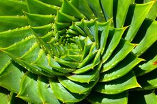 Mengenal Lidah Buaya Spiral, Tanaman Berbentuk Unik