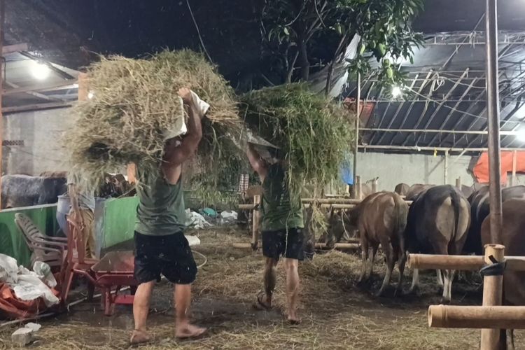 Dari Penjara ke Kandang Sapi, Kala Mantan Napi Dapat 