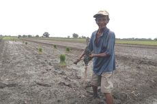 84 Hektar Tanaman Padi di Jombang Rusak, Petani Tak Dapat Bantuan