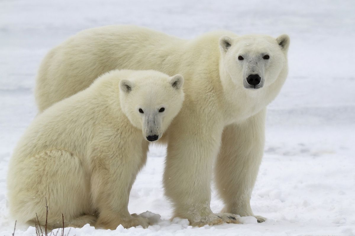 Ilustrasi beruang kutub di kutub utara. 