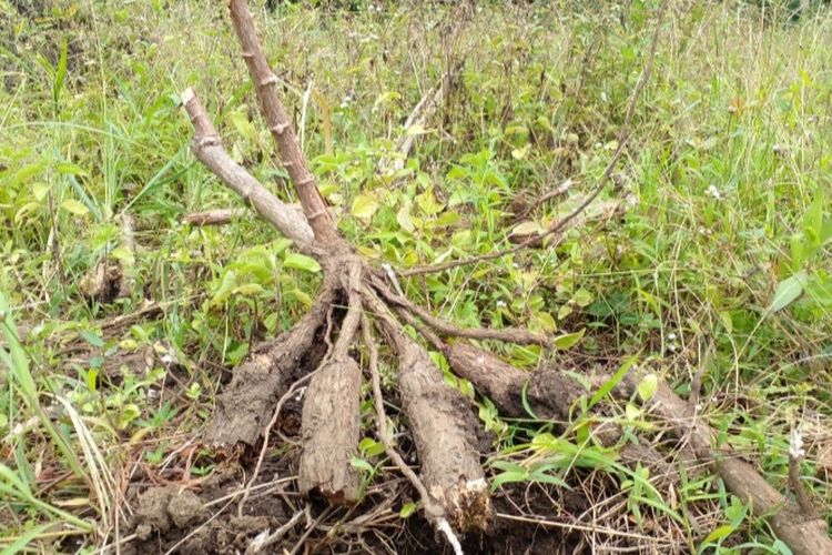 Foto: Tanaman Ubi Nuabosi di Kecamatan Ende, Kabupaten Ende, NTT, yang diserang penyakit busuk umbi.