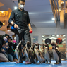 Lebaran di Aquarium dalam Mal Terbesar Jakarta, Ada Underwater Bedug