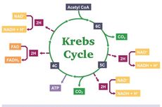 Soal UAS Biologi: Siklus Krebs Katabolisme Karbohidrat