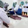 PT Perikanan Indonesia Ekspor 10,8 Ton Tuna Loin ke Jepang