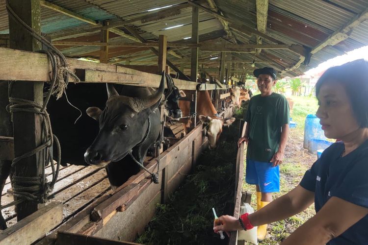 15.000 Sapi di Papua Barat Daya Dipastikan Bisa Jadi Hewan Kurban