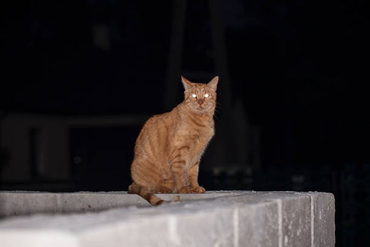 Ilustrasi kucing di malam hari.