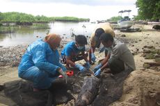 Sekeluarga Lumba-lumba tapi Mirip Duyung, Apa Itu Finless Porpoise?