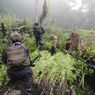Ladang Ganja 5.000 Meter Ditemukan di Papua, TNI: Sumber Pendanaan KKB