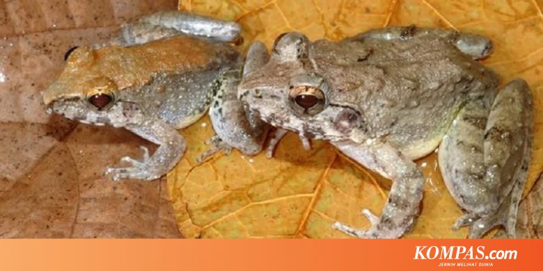 Katak Baru Dari Sulawesi Mengejutkan Dunia Karena Bisa Melahirkan