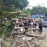Hujan Deras dan Angin di Yogya, Pohon Tumbang Timpa Pengendara Motor, 4 Orang Dibawa ke RS
