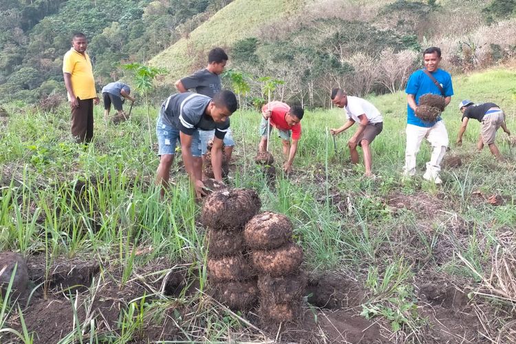 Peran Krusial Porang dalam Kemakmuran Petani Manggarai Timur