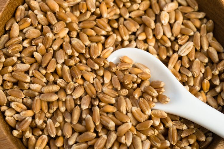 ilustrasi wheat berries, pengganti nasi untuk penderita diabetes. 